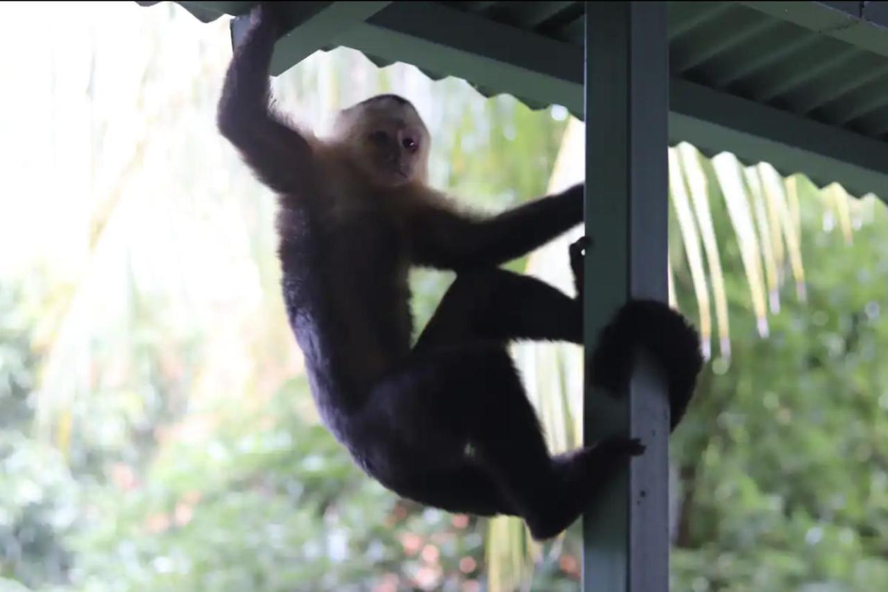 Casa Geraldo Panzió Manuel Antonio Kültér fotó
